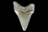 Serrated, Fossil Megalodon Tooth - Aurora, North Carolina #176591-1
